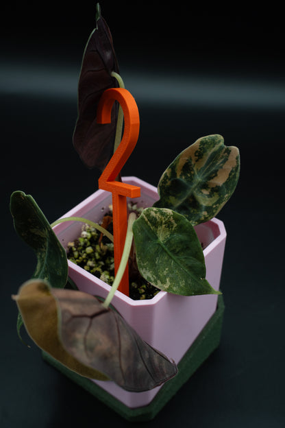 Alocasia Sedenii Aurea Variegata #2