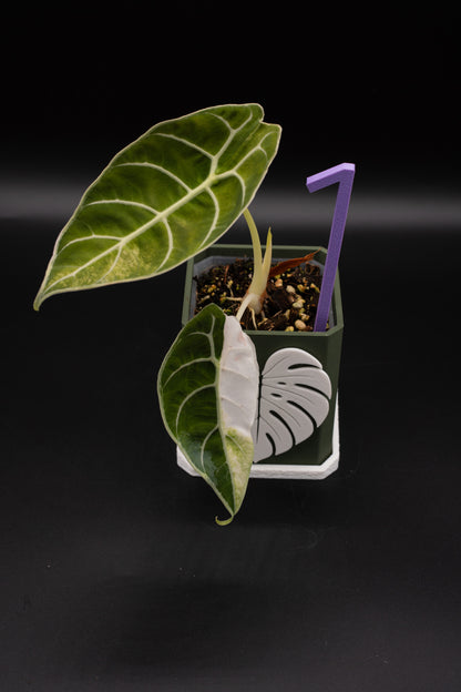 Alocasia Watsoniana Doff Variegata #1