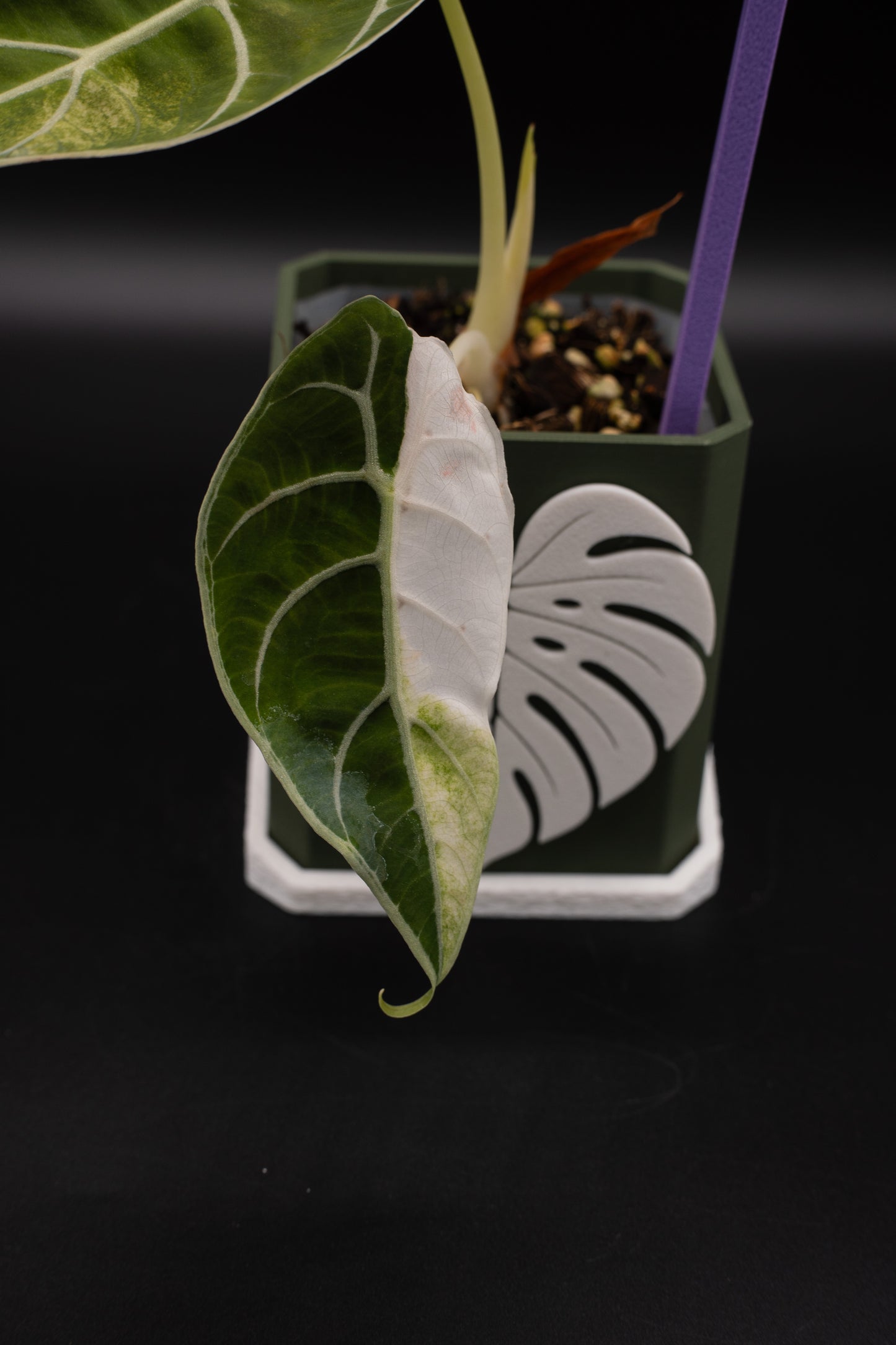 Alocasia Watsoniana Doff Variegata #1