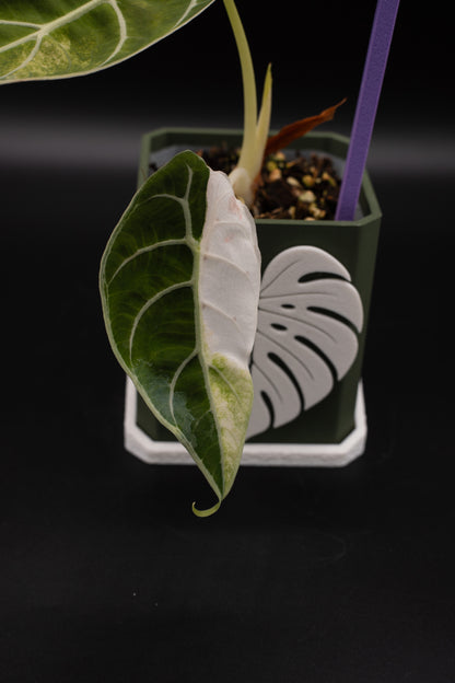 Alocasia Watsoniana Doff Variegata #1