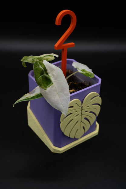 Alocasia Watsoniana Doff Variegata #2