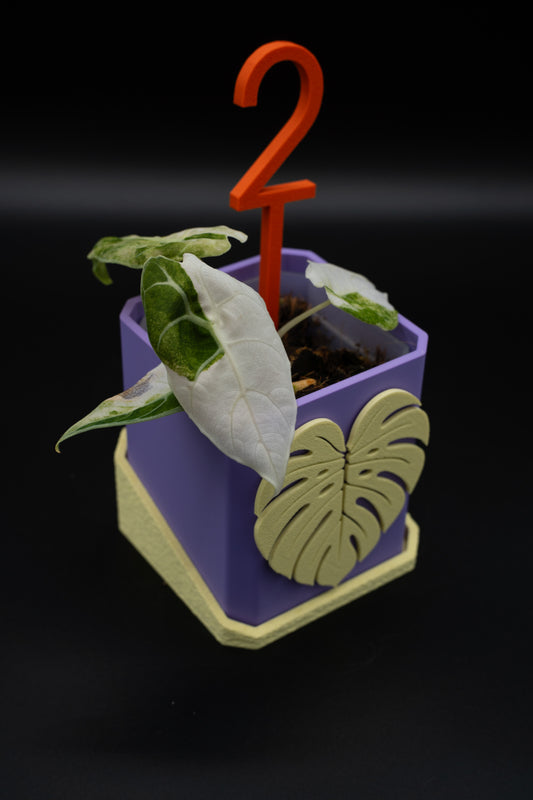Alocasia Watsoniana Doff Variegata #2