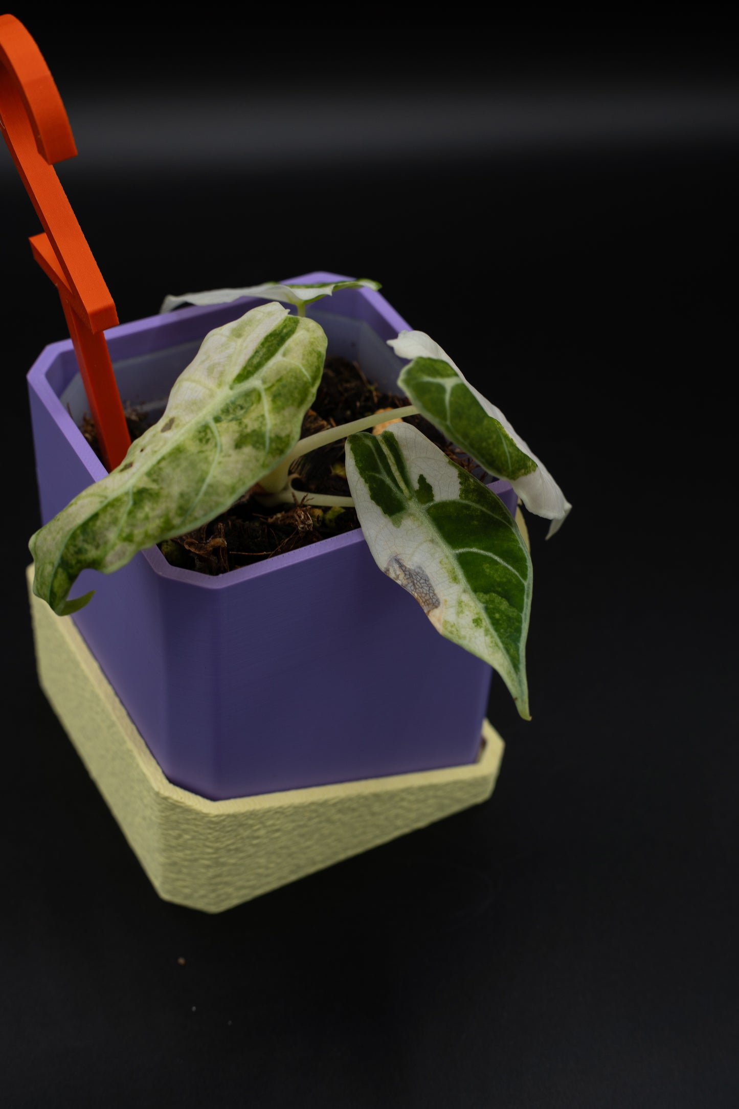 Alocasia Watsoniana Doff Variegata #2