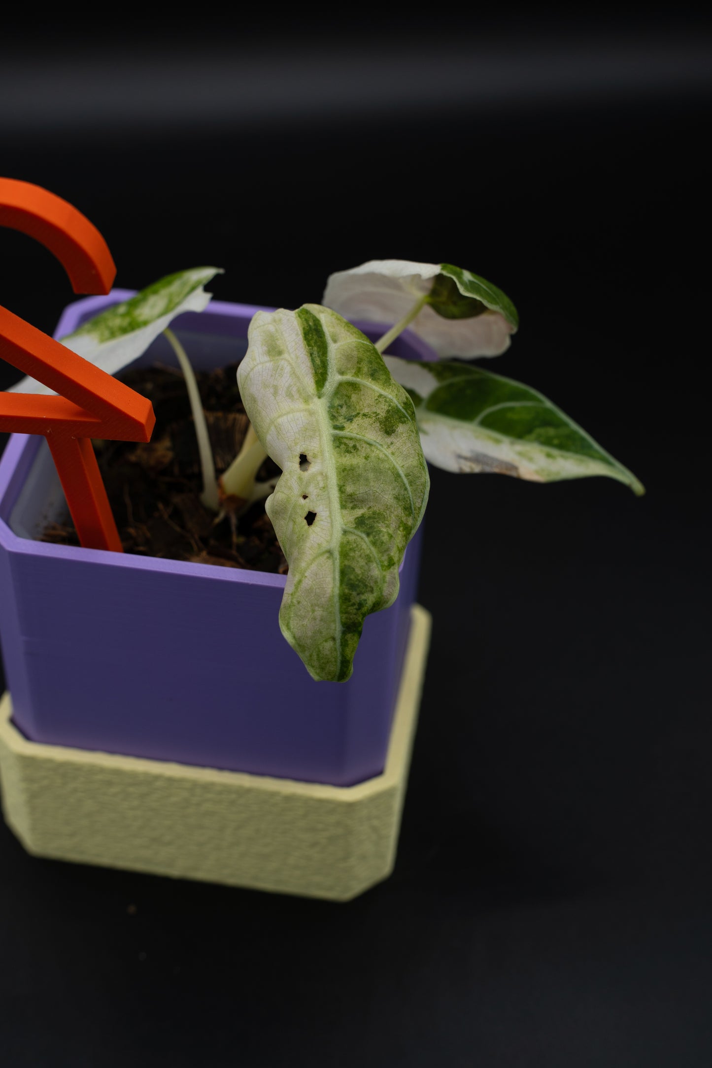 Alocasia Watsoniana Doff Variegata #2