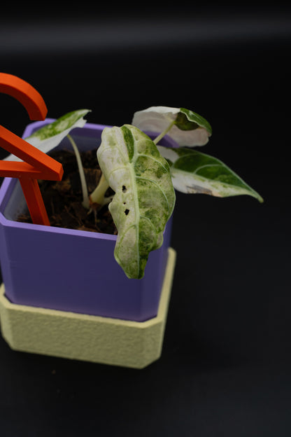 Alocasia Watsoniana Doff Variegata #2
