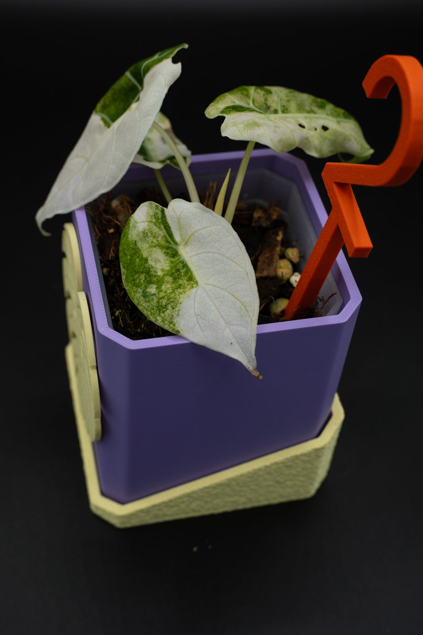 Alocasia Watsoniana Doff Variegata #2