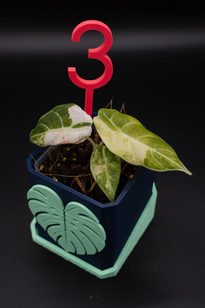 Alocasia Watsoniana Doff Variegata #3