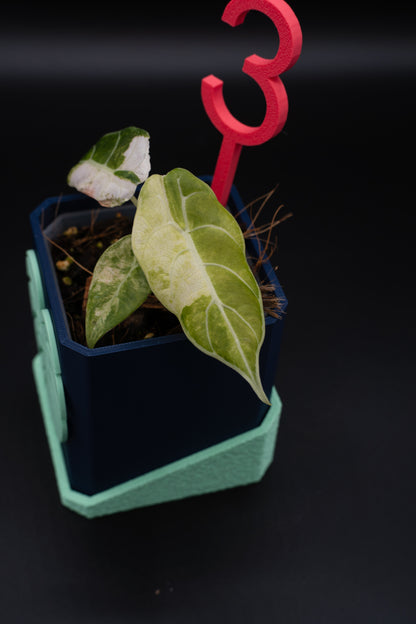 Alocasia Watsoniana Doff Variegata #3