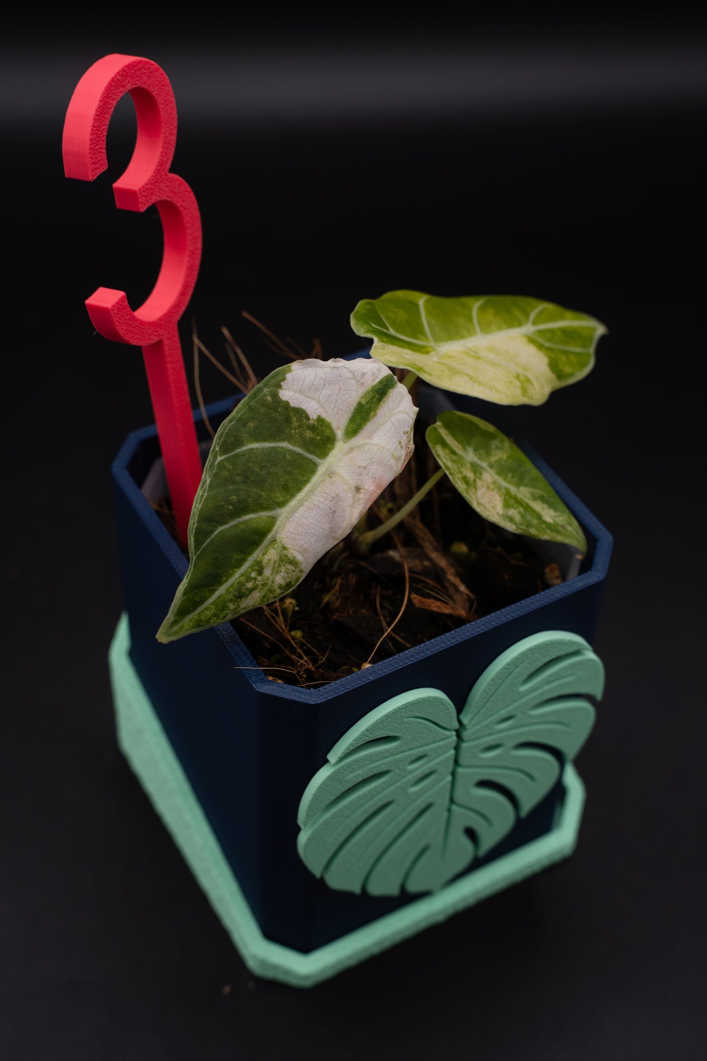 Alocasia Watsoniana Doff Variegata #3