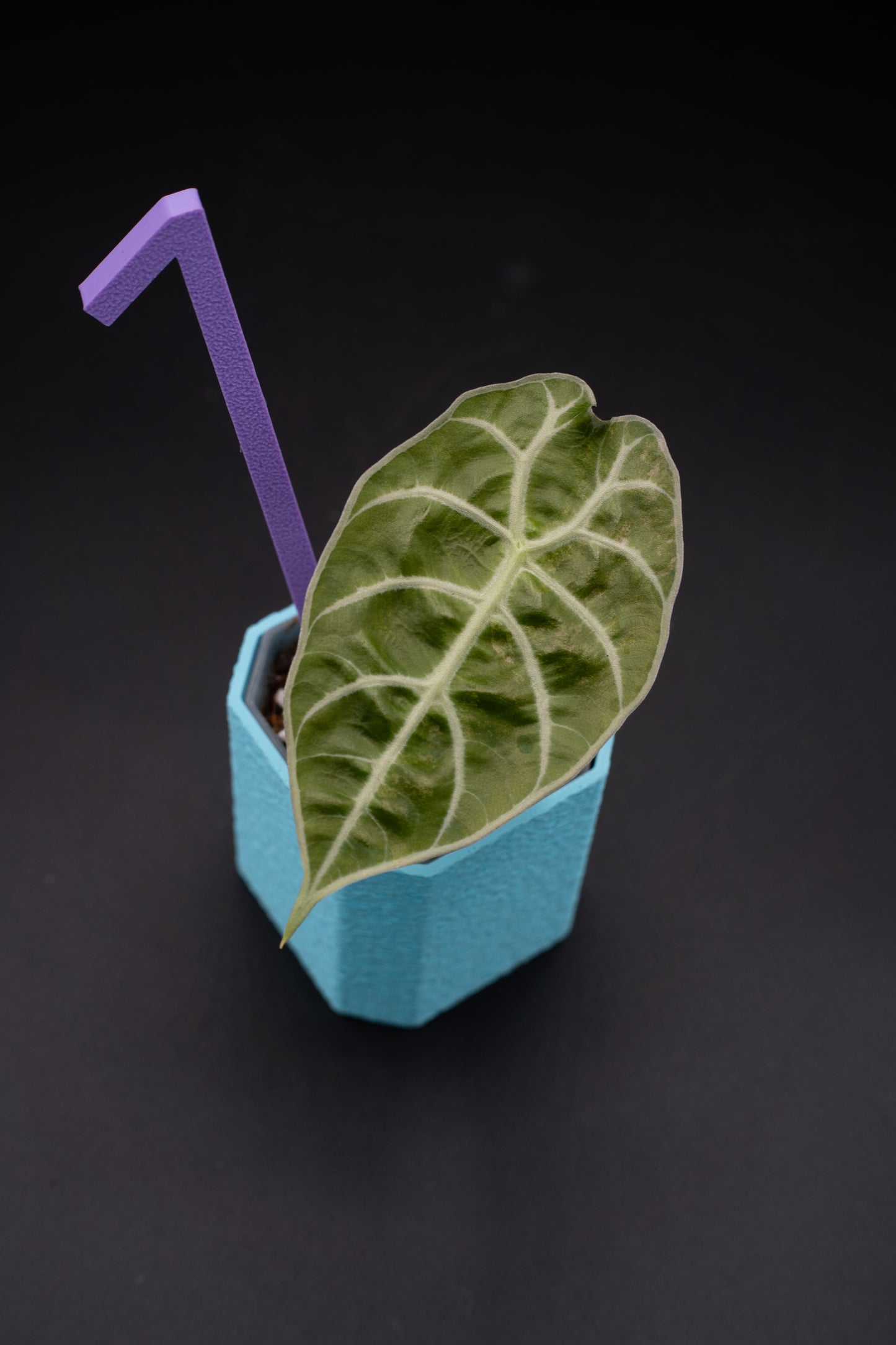 Alocasia Watsoniana Variegata Babypflanze aus Rhizom #1