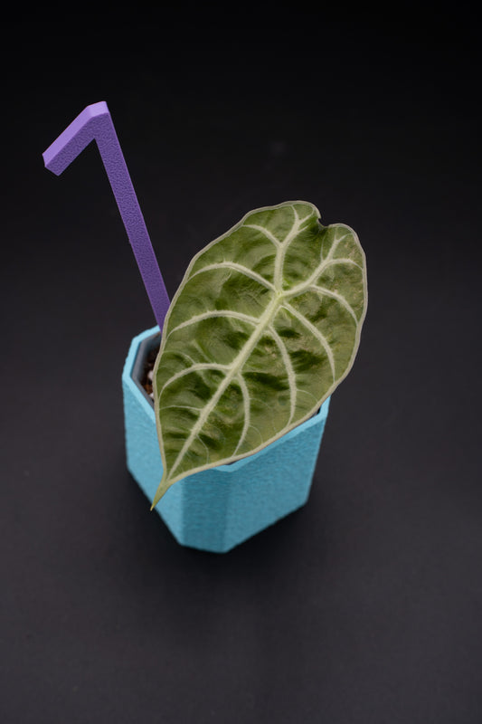 Alocasia Watsoniana Variegata Babypflanze aus Rhizom #1