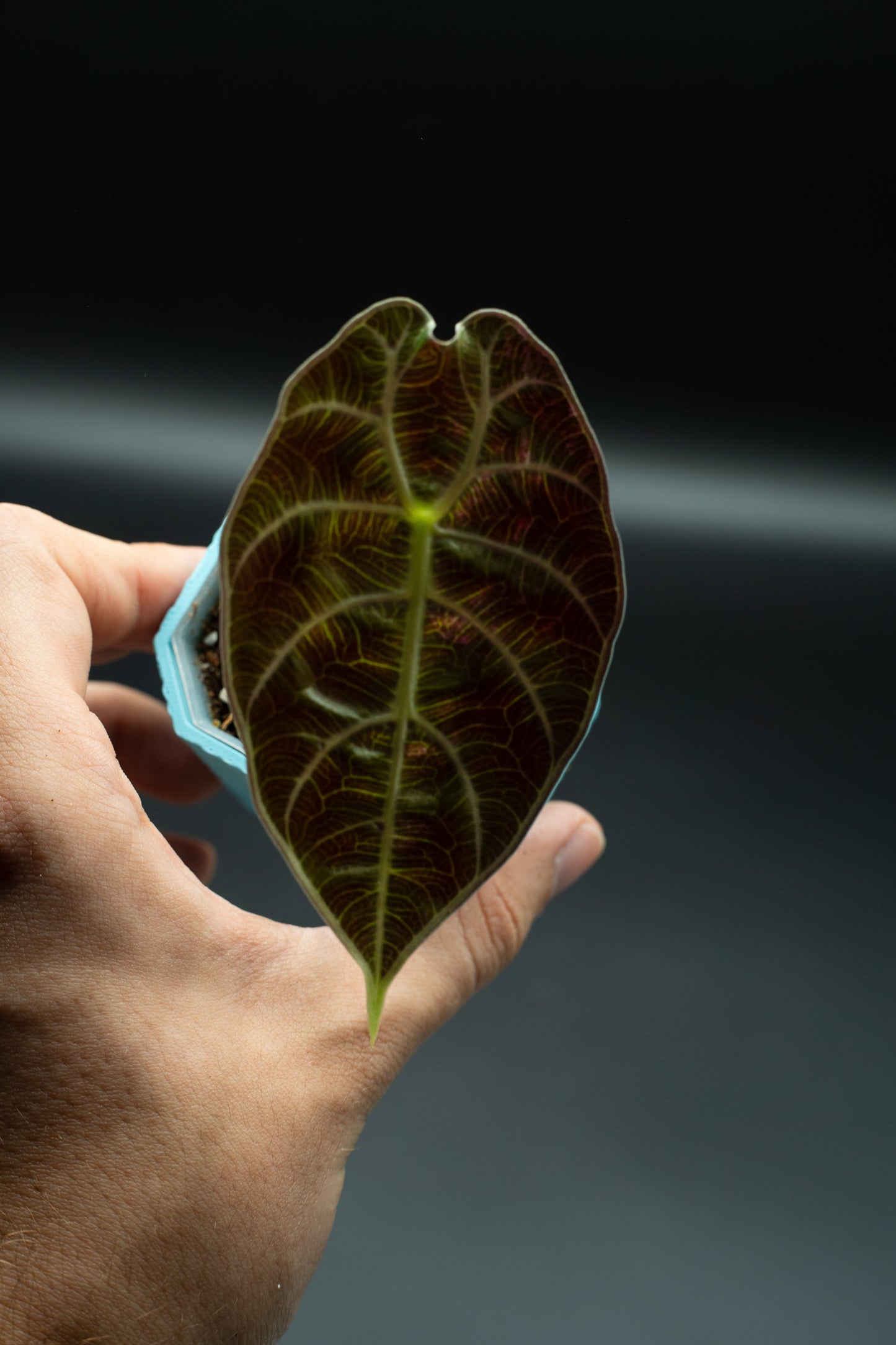 Alocasia Watsoniana Variegata Babypflanze aus Rhizom #1
