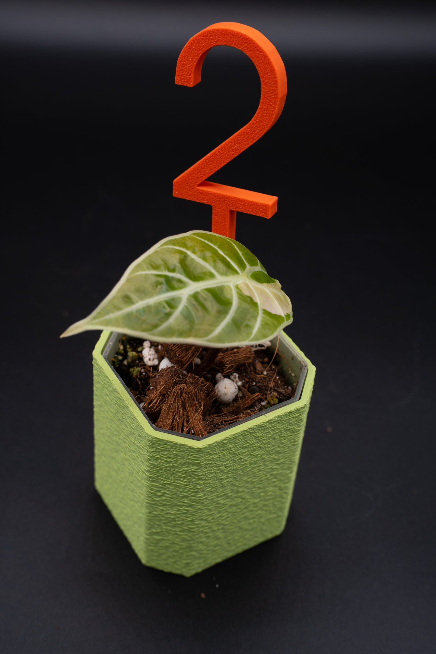 Alocasia Watsoniana Variegata Babypflanze aus Rhizom #2