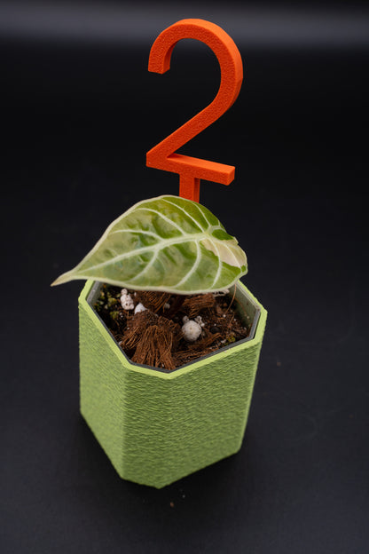 Alocasia Watsoniana Variegata Babypflanze aus Rhizom #2