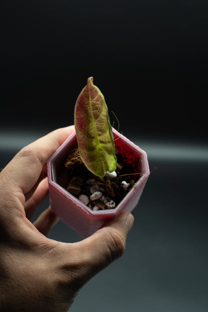 Alocasia Watsoniana Variegata Babypflanze aus Rhizom #3