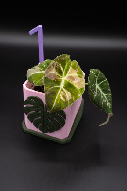 Alocasia Black Velvet Pink Variegata #1