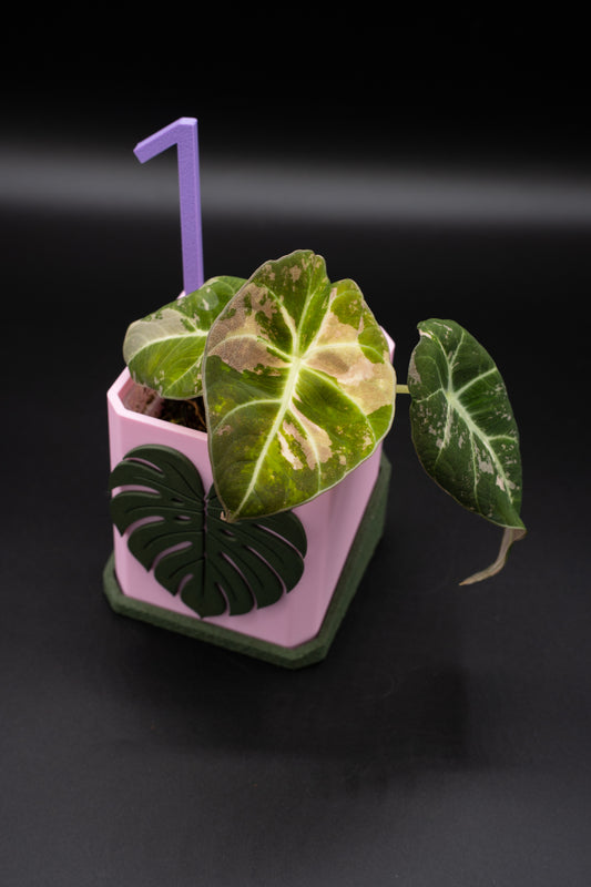 Alocasia Black Velvet Pink Variegata #1