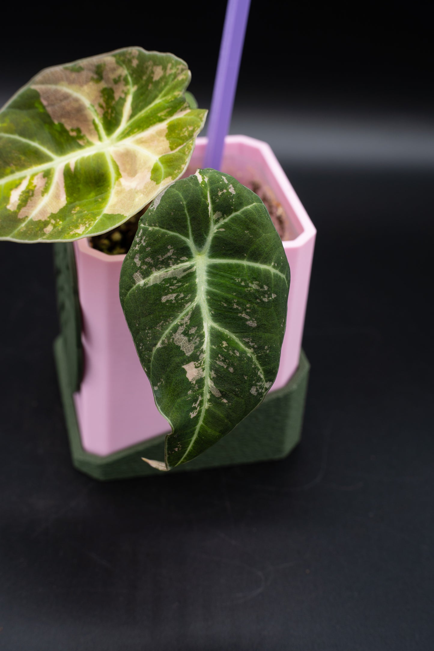 Alocasia Black Velvet Pink Variegata #1