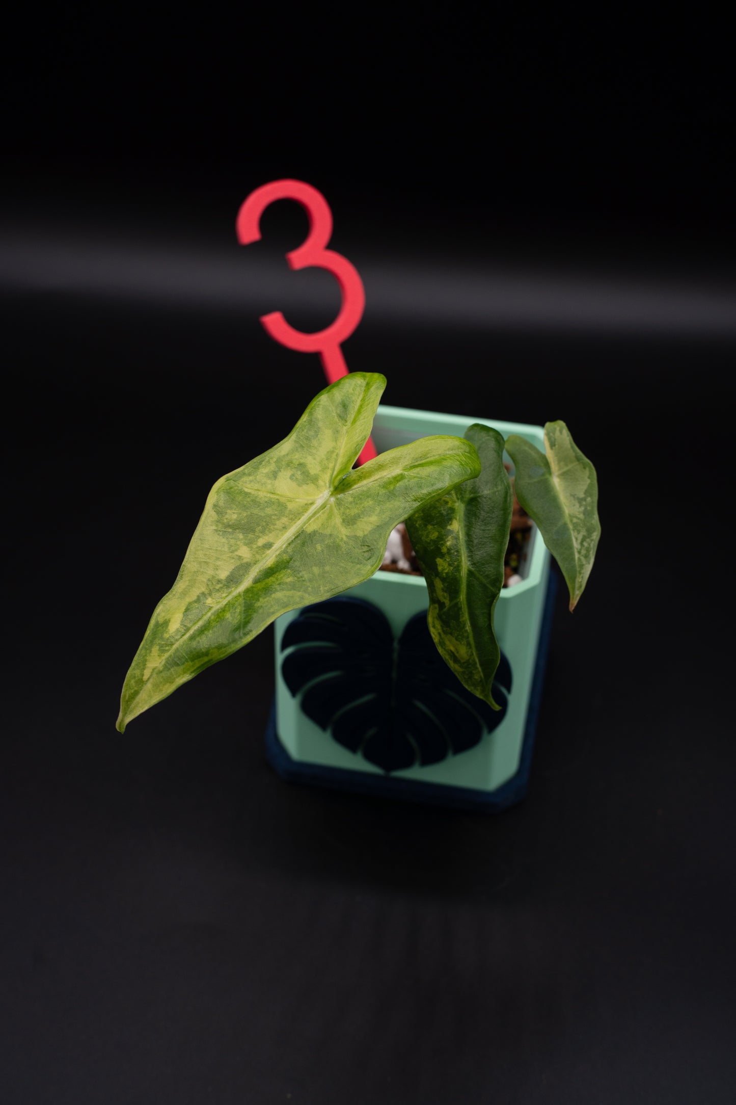 Alocasia Sarian Aurea Babypflanze aus Rhizom #3