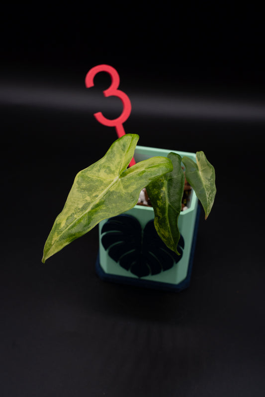 Alocasia Sarian Aurea Babypflanze aus Rhizom #3