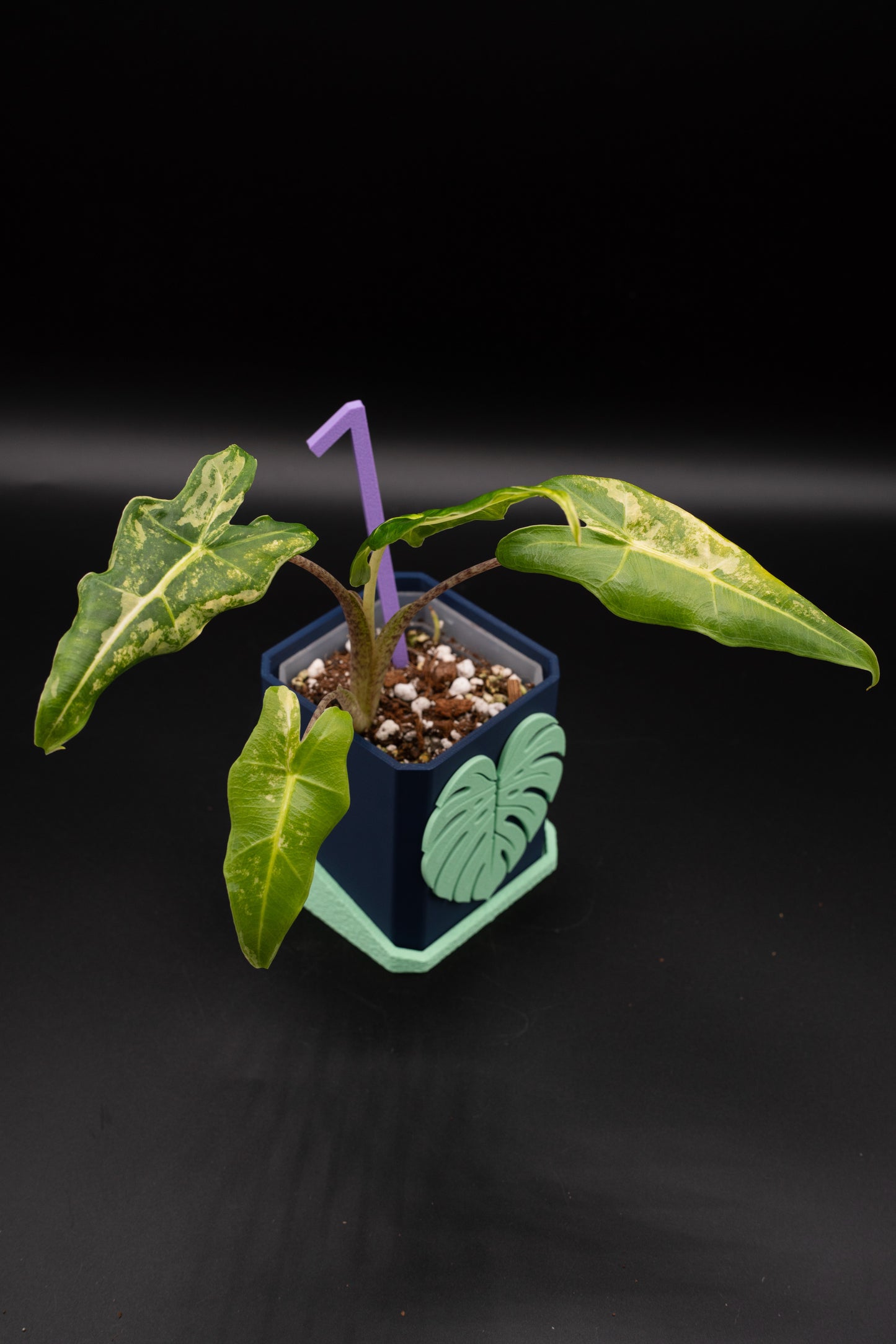 Alocasia Sarian Aurea Babypflanze aus Rhizom #1