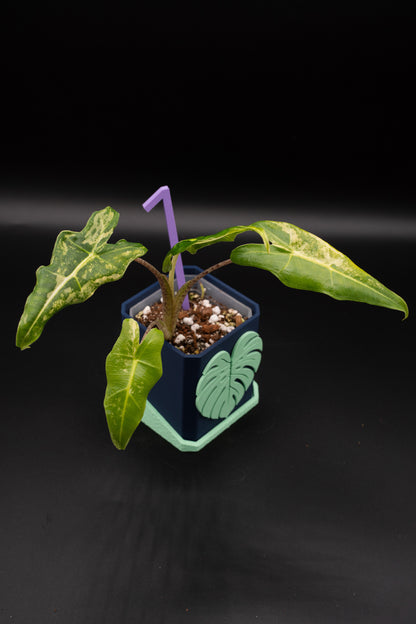 Alocasia Sarian Aurea Babypflanze aus Rhizom #1
