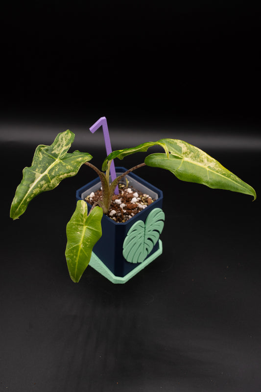 Alocasia Sarian Aurea Babypflanze aus Rhizom #1