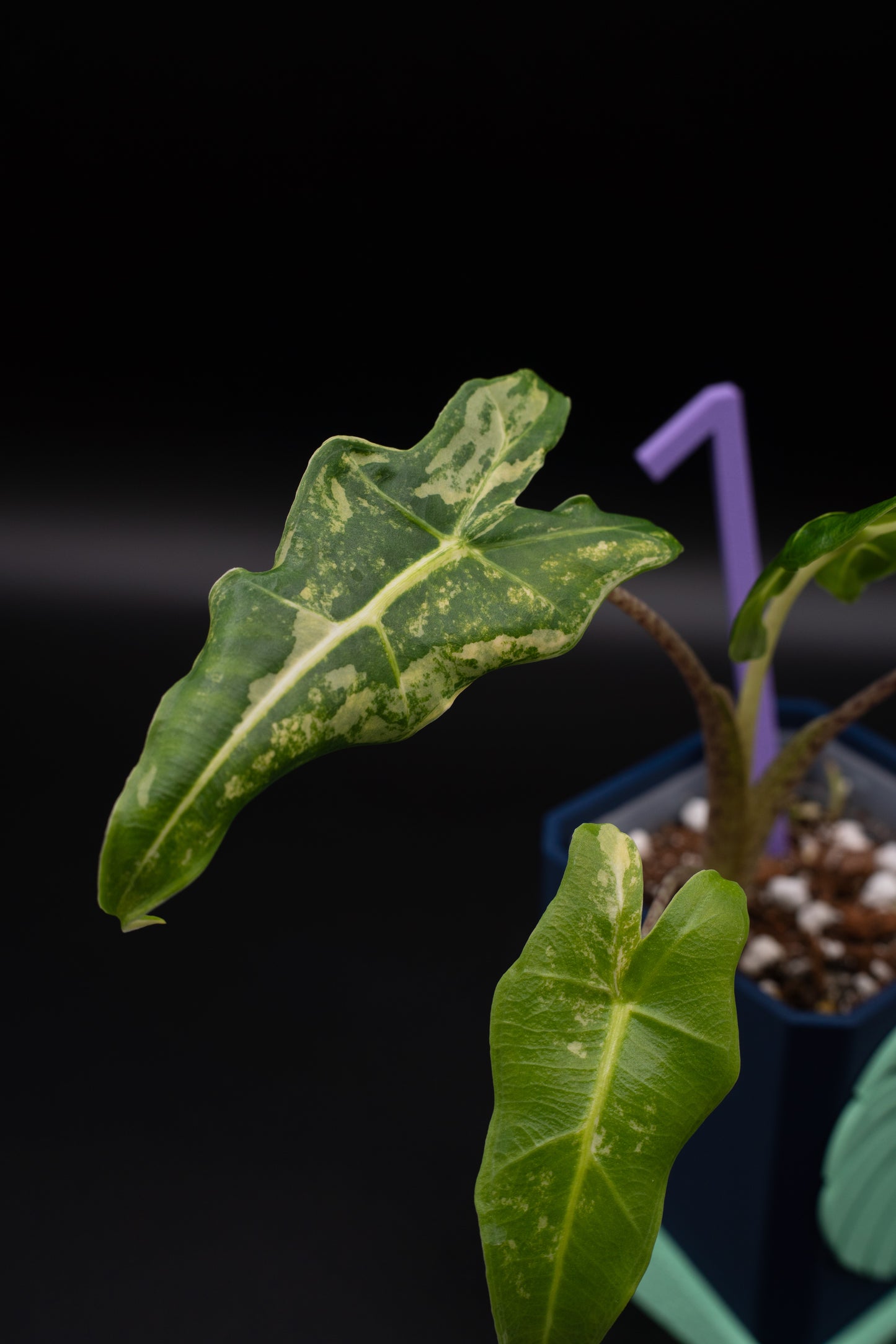 Alocasia Sarian Aurea Babypflanze aus Rhizom #1