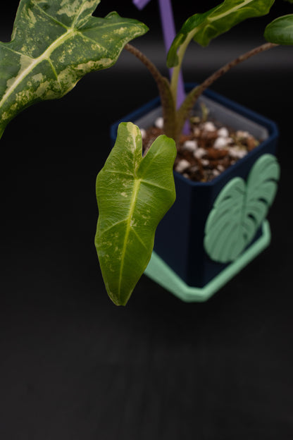 Alocasia Sarian Aurea Babypflanze aus Rhizom #1