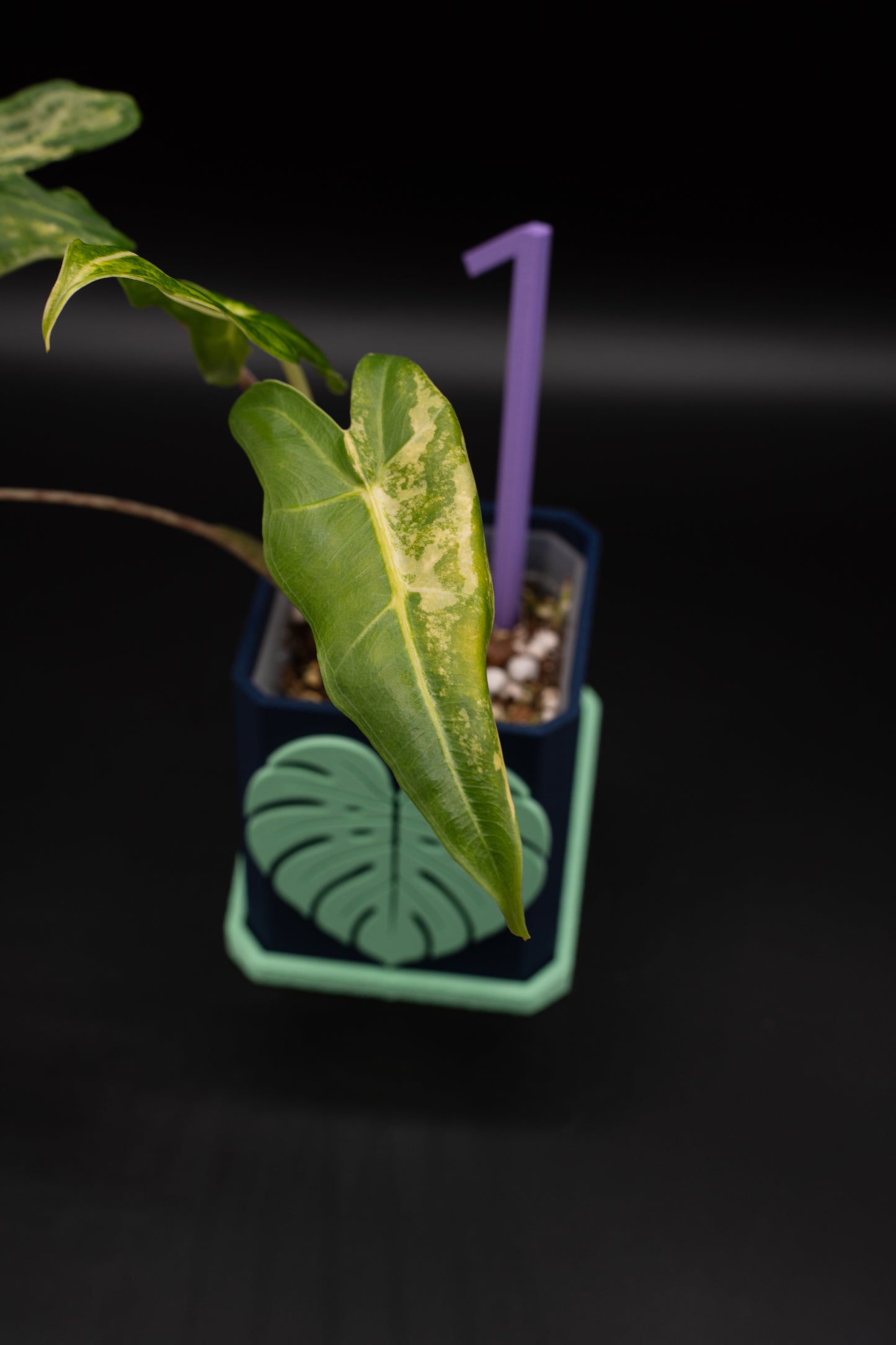 Alocasia Sarian Aurea Babypflanze aus Rhizom #1