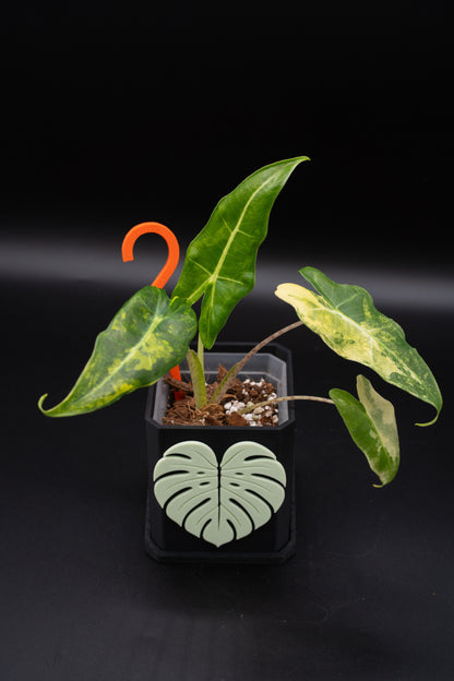 Alocasia Sarian Aurea Babypflanze aus Rhizom #2