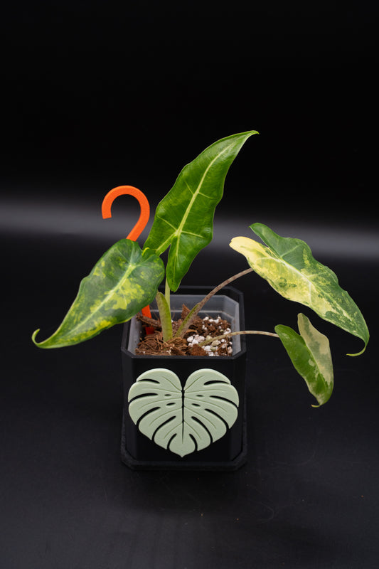 Alocasia Sarian Aurea Babypflanze aus Rhizom #2