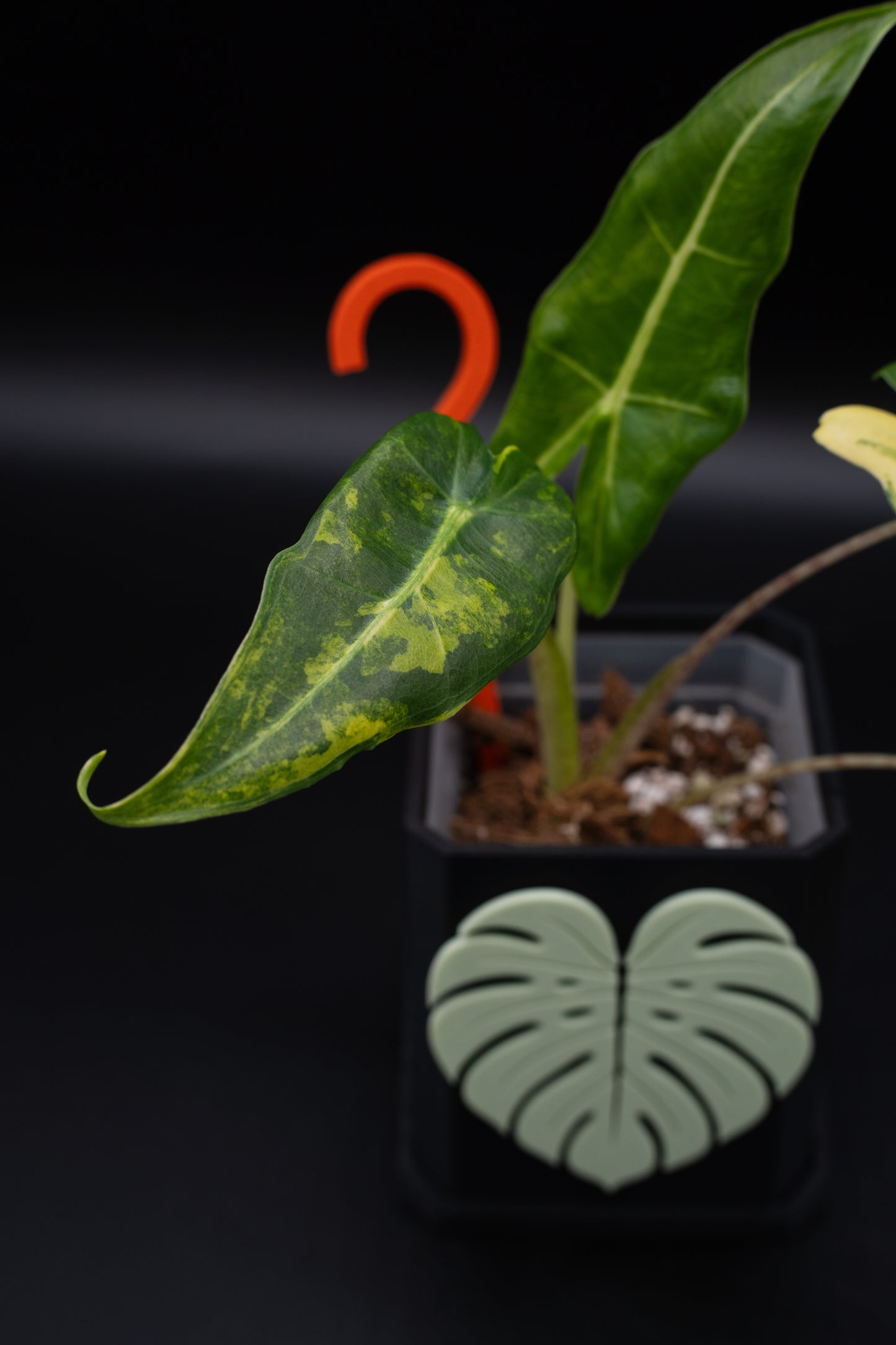 Alocasia Sarian Aurea Babypflanze aus Rhizom #2