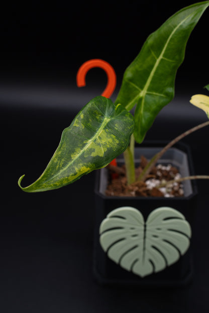 Alocasia Sarian Aurea Babypflanze aus Rhizom #2