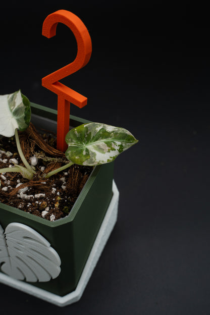 Alocasia Black Velvet Pink Variegata #2