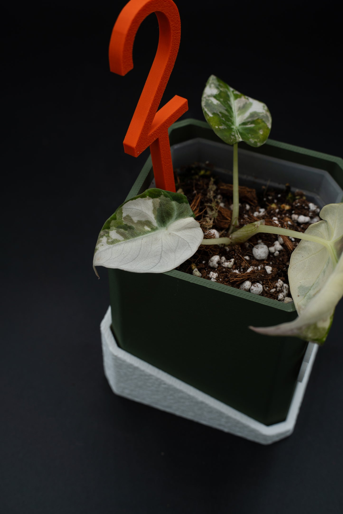 Alocasia Black Velvet Pink Variegata #2