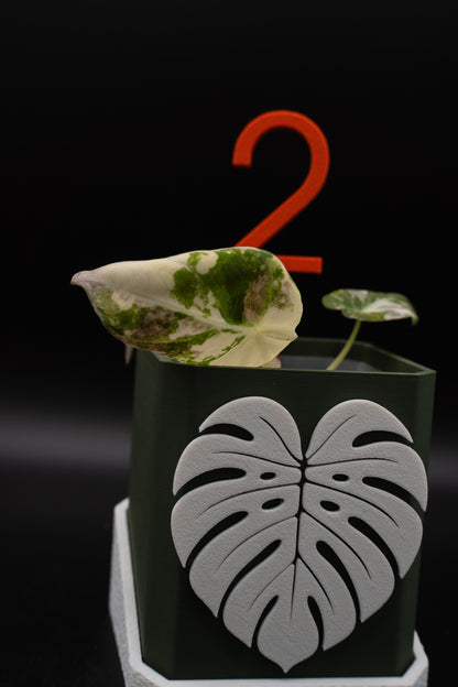 Alocasia Black Velvet Pink Variegata #2