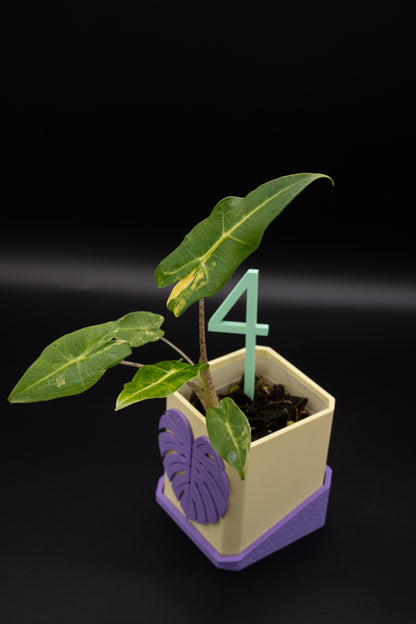 Alocasia Sarian Aurea Babypflanze aus Rhizom #4