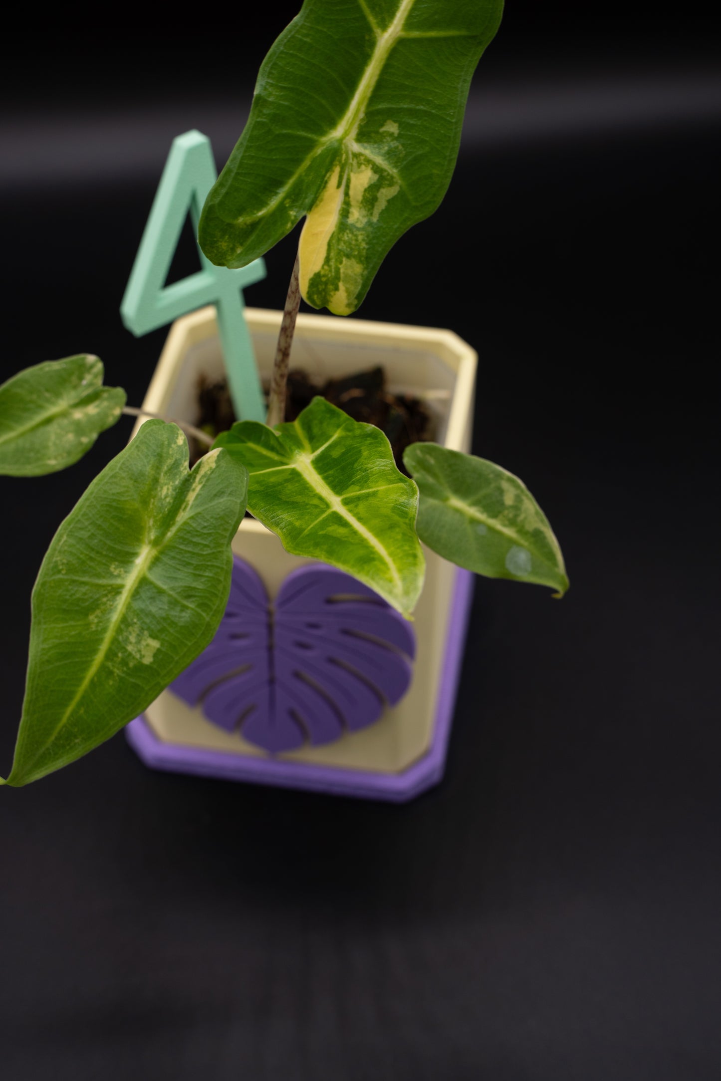 Alocasia Sarian Aurea Babypflanze aus Rhizom #4