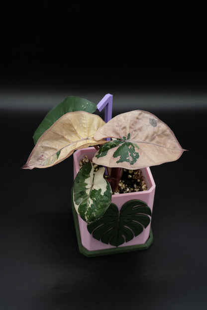 Alocasia Yucatan Princess Pink Variegata #1