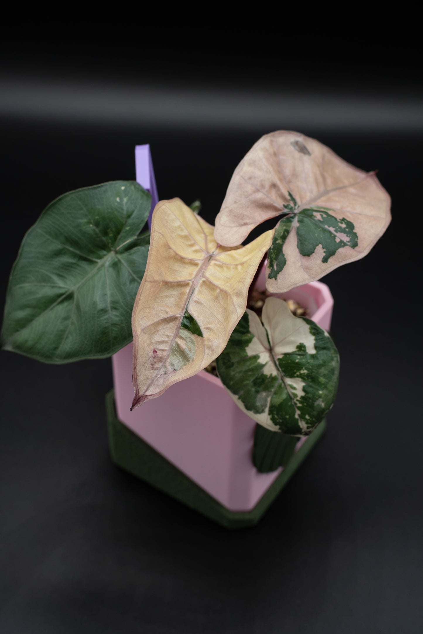 Alocasia Yucatan Princess Pink Variegata #1