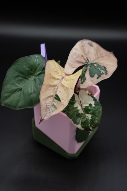 Alocasia Yucatan Princess Pink Variegata #1