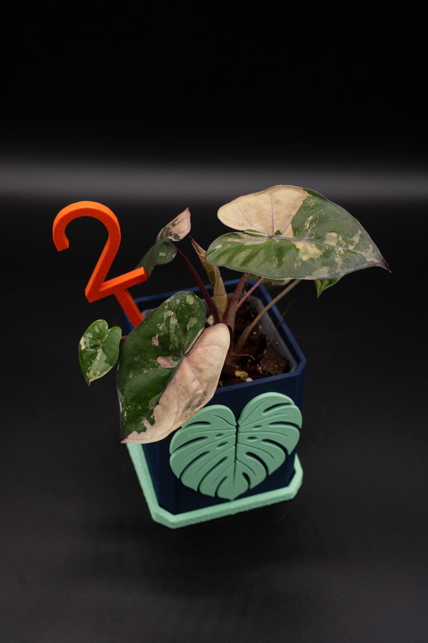 Alocasia Yucatan Princess Pink Variegata #2