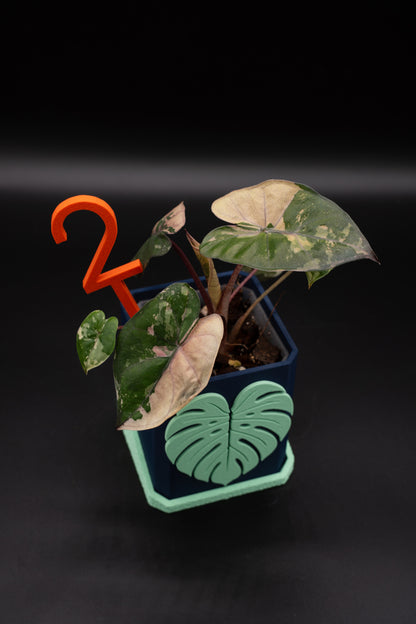 Alocasia Yucatan Princess Pink Variegata #2