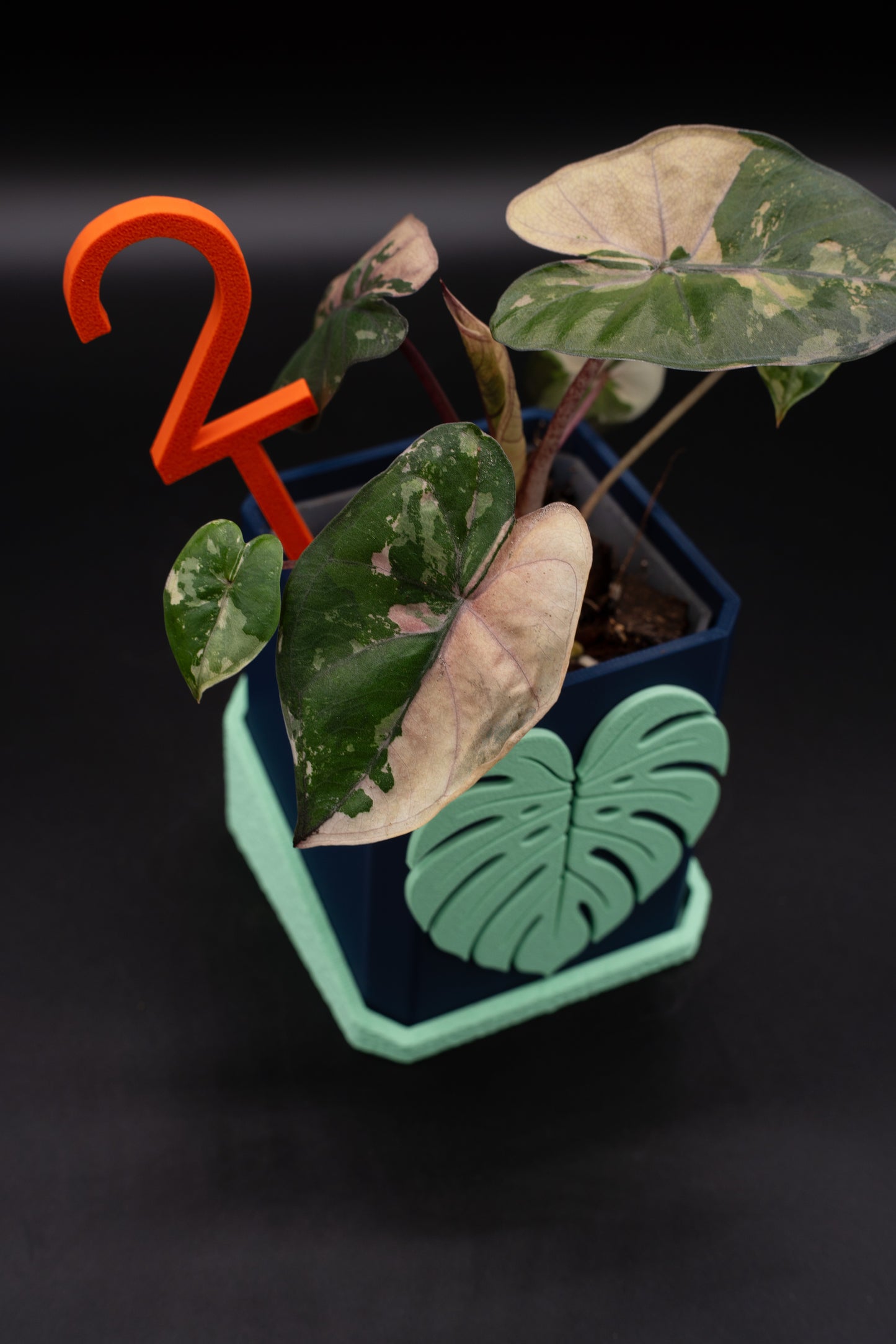 Alocasia Yucatan Princess Pink Variegata #2