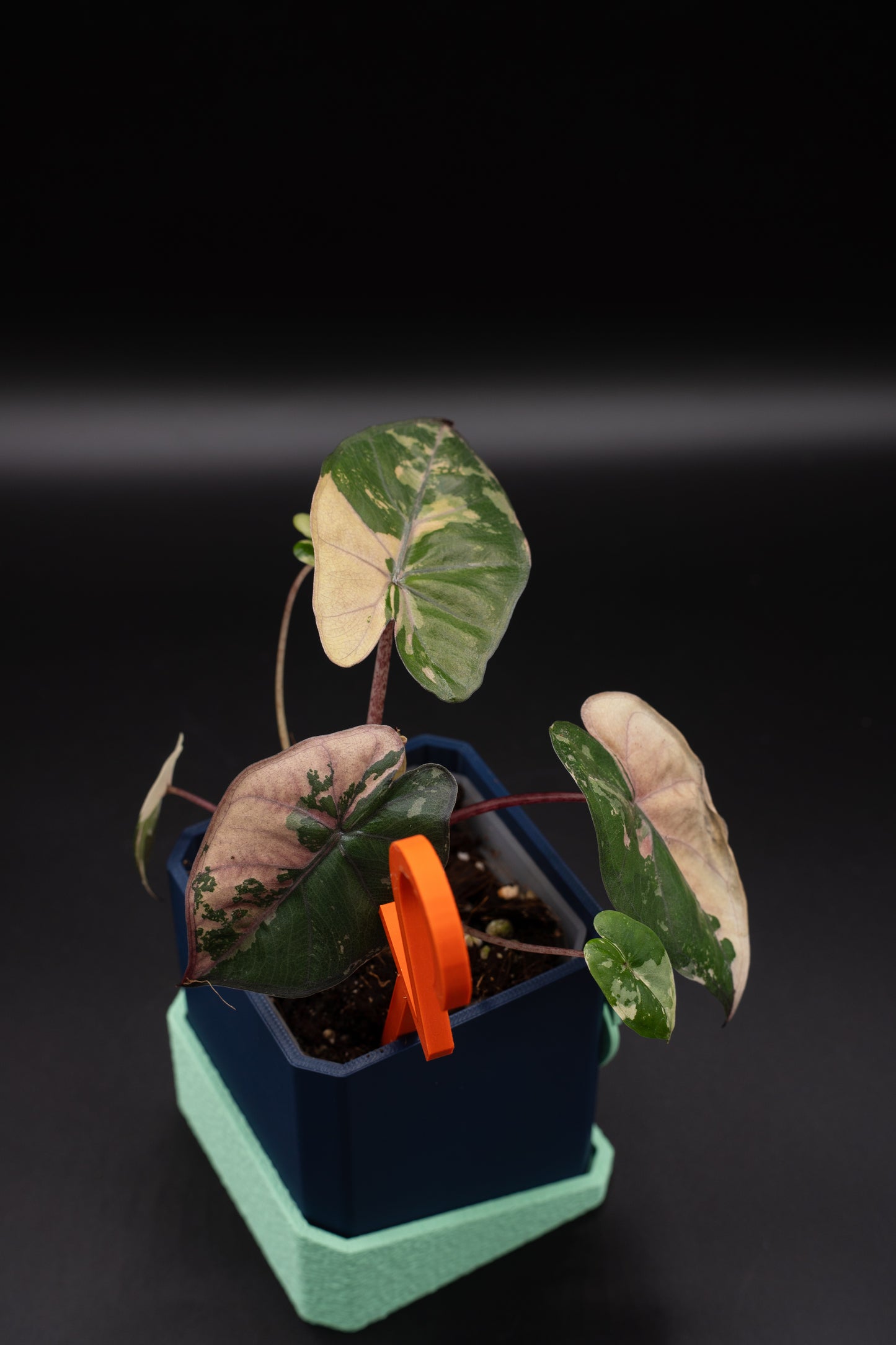 Alocasia Yucatan Princess Pink Variegata #2
