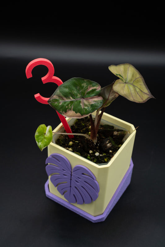 Alocasia Yucatan Princess Pink Variegata #3