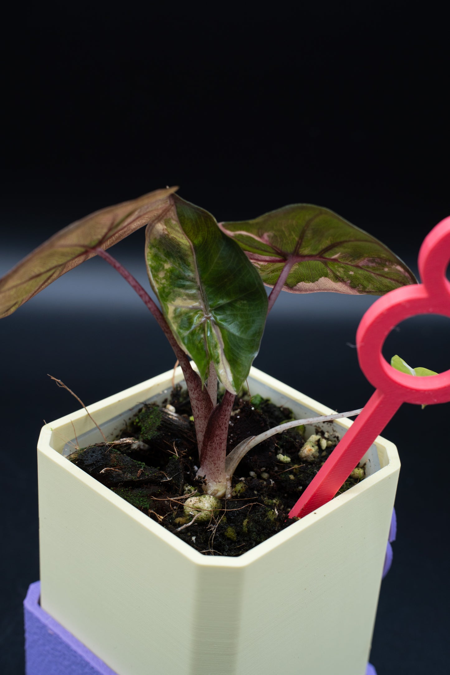 Alocasia Yucatan Princess Pink Variegata #3