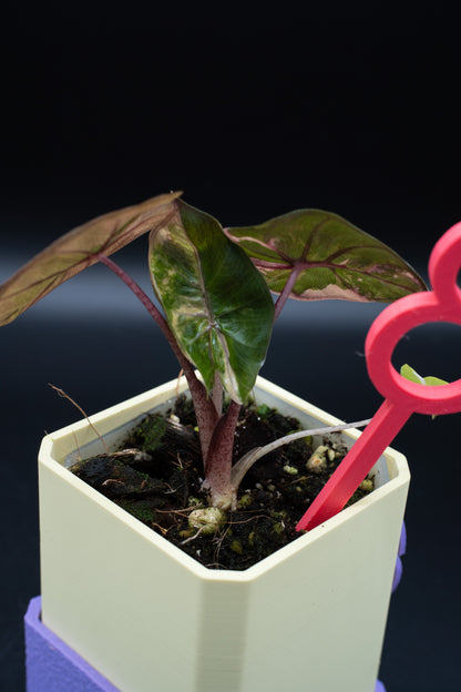 Alocasia Yucatan Princess Pink Variegata #3