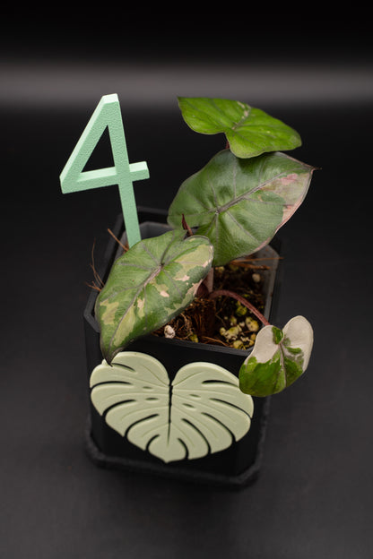 Alocasia Yucatan Princess Pink Variegata #4